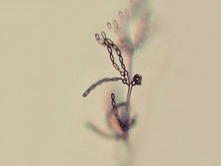 Cordyceps lepidopterorum